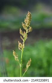 Attēlu rezultāti vaicājumam “Polygonaceae”