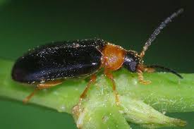 Attēlu rezultāti vaicājumam “Melandryidae”