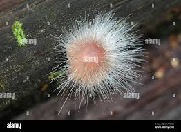 Attēlu rezultāti vaicājumam “Spinellus fusiger”