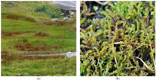 Attēlu rezultāti vaicājumam “Hamatocaulis vernicosus”