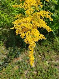 Attēlu rezultāti vaicājumam “Solidago canadensis flower”