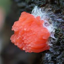 Attēlu rezultāti vaicājumam “Tubifera montana spores”