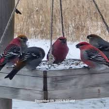 Attēlu rezultāti vaicājumam “Pinicola enucleator adult”