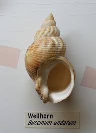 Image result for Buccinum undatum