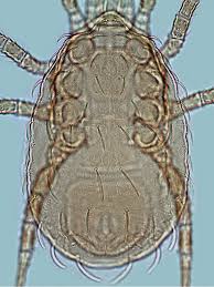 Attēlu rezultāti vaicājumam “Mesostigmata”