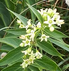 Attēlu rezultāti vaicājumam “Vincetoxicum hirundinaria leaf”