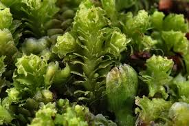 Attēlu rezultāti vaicājumam “Lophozia incisa”