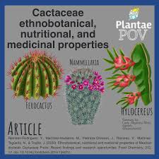 Image result for Cactaceae