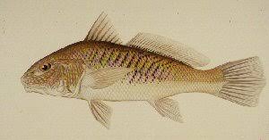 Image result for Micropogonias undulatus