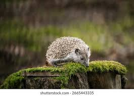 Attēlu rezultāti vaicājumam “Erinaceus sp.”