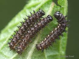 Attēlu rezultāti vaicājumam “Araschnia levana larva”