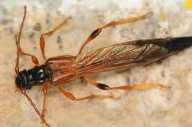 Attēlu rezultāti vaicājumam “Necydalis major”