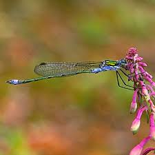 Attēlu rezultāti vaicājumam “Lestes sponsa”