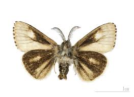 Attēlu rezultāti vaicājumam “Gynaephora selenitica”