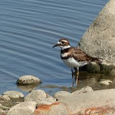 Image result for Charadrius vociferus