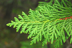Attēlu rezultāti vaicājumam “Thuja occidentalis leaf”