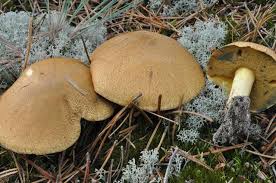 Attēlu rezultāti vaicājumam “Suillus variegatus”