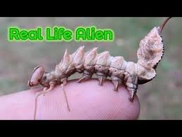 Attēlu rezultāti vaicājumam “Stauropus fagi”