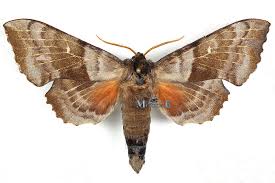 Attēlu rezultāti vaicājumam “Laothoe populi”