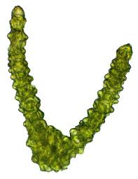 Attēlu rezultāti vaicājumam “Dichodontium pellucidum”