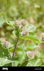 Attēlu rezultāti vaicājumam “Arctium lappa leaf”