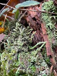 Attēlu rezultāti vaicājumam “Cladonia coniocraea”