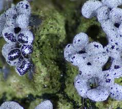 Attēlu rezultāti vaicājumam “Physarum compressum stalked”