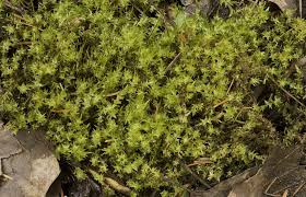 Attēlu rezultāti vaicājumam “Calliergon cordifolium”