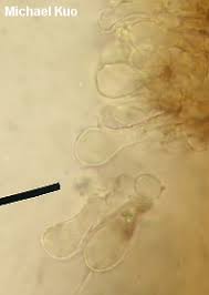 Attēlu rezultāti vaicājumam “Chlorencoelia versiformis”