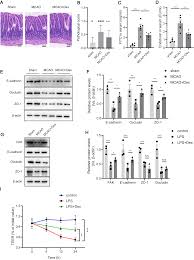 Image result for b%FD%E7ak anatomisi
