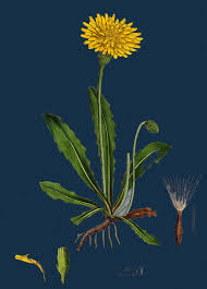 Attēlu rezultāti vaicājumam “Leontodon hispidus”