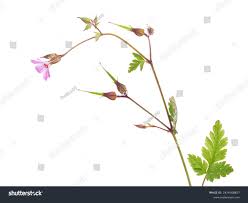 Attēlu rezultāti vaicājumam “Geranium robertianum flower”