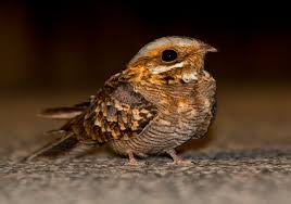 Image result for Caprimulgus ruficollis