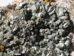 Attēlu rezultāti vaicājumam “Phaeophyscia orbicularis”