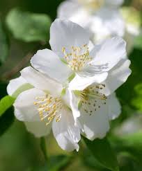 Attēlu rezultāti vaicājumam “Philadelphus lemoinei flower”
