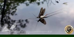 Image result for Thames Valley Angling