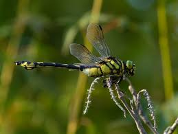 Attēlu rezultāti vaicājumam “Gomphidae”