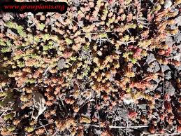 Attēlu rezultāti vaicājumam “Sedum sexangulare flower”