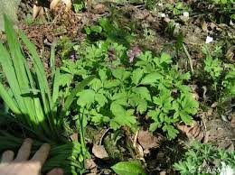 Attēlu rezultāti vaicājumam “Corydalis cava fruit”