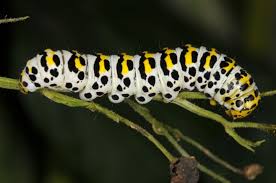 Attēlu rezultāti vaicājumam “Shargacucullia scrophulariae larva”
