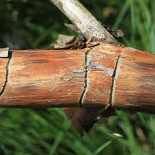 Attēlu rezultāti vaicājumam “Tomicus minor”