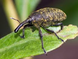 Attēlu rezultāti vaicājumam “Larinus sp.”