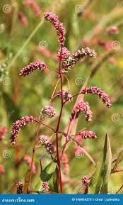 Attēlu rezultāti vaicājumam “Persicaria maculosa leaf”