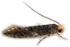 Attēlu rezultāti vaicājumam “Monopis weaverella”