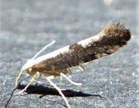 Attēlu rezultāti vaicājumam “Argyresthia semifusca”