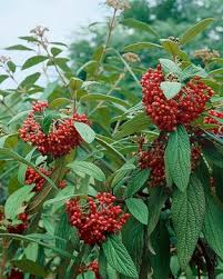 Attēlu rezultāti vaicājumam “Prunus domestica subsp. insitita fruit”