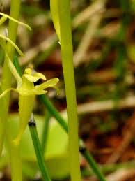 Attēlu rezultāti vaicājumam “Liparis loeselii flower”