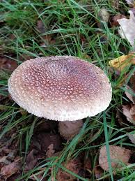 Attēlu rezultāti vaicājumam “Amanita rubescens”