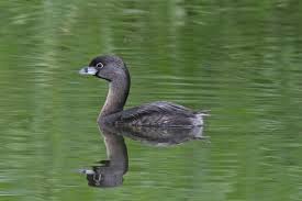 Image result for Podilymbus podiceps