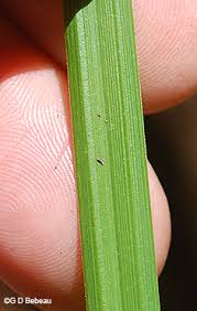 Attēlu rezultāti vaicājumam “Carex pilosa leaf”